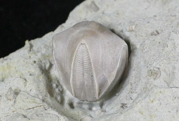 Blastoid (Pentremites) Fossil - Illinois #20872